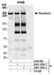 SETX antibody, A301-105A, Bethyl Labs, Immunoprecipitation image 