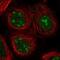 Nucleolin antibody, NBP1-88271, Novus Biologicals, Immunofluorescence image 