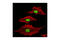 Heterogeneous Nuclear Ribonucleoprotein A0 antibody, 4046S, Cell Signaling Technology, Immunofluorescence image 