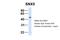 Sorting Nexin 5 antibody, 26-960, ProSci, Western Blot image 