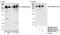 Chromodomain Helicase DNA Binding Protein 4 antibody, NB100-57520, Novus Biologicals, Western Blot image 