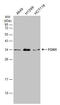 Forkhead Box I1 antibody, GTX114408, GeneTex, Western Blot image 