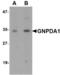 Glucosamine-6-Phosphate Deaminase 1 antibody, A10820-1, Boster Biological Technology, Western Blot image 