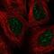 Engrailed Homeobox 2 antibody, NBP2-55770, Novus Biologicals, Immunofluorescence image 