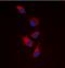 Eukaryotic Translation Initiation Factor 4 Gamma 1 antibody, orb393271, Biorbyt, Immunocytochemistry image 