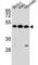 Kremen protein 2 antibody, abx027176, Abbexa, Western Blot image 