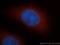 Ribonuclease H1 antibody, 10345-1-AP, Proteintech Group, Immunofluorescence image 