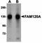 Family With Sequence Similarity 120A antibody, orb75256, Biorbyt, Western Blot image 