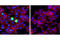 Nucleophosmin 1 antibody, 3541S, Cell Signaling Technology, Immunocytochemistry image 