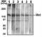 c-met antibody, abx034620, Abbexa, Western Blot image 