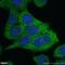 NF-kappa-B inhibitor alpha antibody, 18220-1-AP, Proteintech Group, Immunofluorescence image 