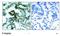 Protein Kinase C Beta antibody, ab75657, Abcam, Immunohistochemistry paraffin image 