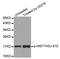 Histone H3 antibody, STJ22171, St John