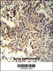 Retinoid X Receptor Alpha antibody, 61-713, ProSci, Immunofluorescence image 