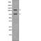 Nuclear Factor Of Activated T Cells 1 antibody, abx217151, Abbexa, Western Blot image 