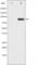 Protein Kinase C Theta antibody, abx011386, Abbexa, Western Blot image 