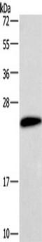 Choriogonadotropin subunit beta antibody, TA349799, Origene, Western Blot image 