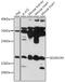 Selenoprotein M antibody, 16-701, ProSci, Western Blot image 