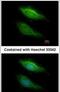 Betaine--Homocysteine S-Methyltransferase 2 antibody, PA5-30490, Invitrogen Antibodies, Immunofluorescence image 
