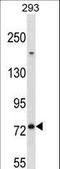 Mediator Complex Subunit 16 antibody, LS-C164116, Lifespan Biosciences, Western Blot image 