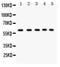 Serine/Threonine Kinase 11 antibody, LS-C357437, Lifespan Biosciences, Western Blot image 