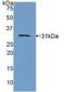 Collagen Type IV Alpha 1 Chain antibody, LS-C301525, Lifespan Biosciences, Western Blot image 