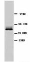 Enolase 2 antibody, LS-C171810, Lifespan Biosciences, Western Blot image 