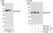 HEXIM P-TEFb Complex Subunit 1 antibody, NBP1-71867, Novus Biologicals, Western Blot image 