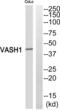 Vasohibin 1 antibody, abx015198, Abbexa, Western Blot image 