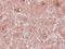 Tropomodulin 2 antibody, NBP2-20730, Novus Biologicals, Immunohistochemistry frozen image 