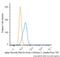 Actin Alpha 2, Smooth Muscle antibody, NBP2-34522JF549, Novus Biologicals, Flow Cytometry image 