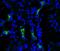 Aquaporin 2 antibody, PA5-77841, Invitrogen Antibodies, Immunohistochemistry paraffin image 