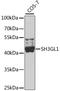 SH3 Domain Containing GRB2 Like 1, Endophilin A2 antibody, A7449, ABclonal Technology, Western Blot image 