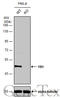 Y-Box Binding Protein 1 antibody, GTX131630, GeneTex, Western Blot image 