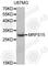 Mitochondrial Ribosomal Protein S15 antibody, A4941, ABclonal Technology, Western Blot image 