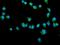 Filamin A antibody, A00502-1, Boster Biological Technology, Immunofluorescence image 