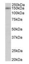 Synaptic Ras GTPase Activating Protein 1 antibody, orb125222, Biorbyt, Western Blot image 