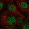 Actin Like 6A antibody, HPA018671, Atlas Antibodies, Immunocytochemistry image 