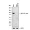 Aryl Hydrocarbon Receptor Nuclear Translocator antibody, AF5630, R&D Systems, Western Blot image 