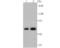 Nuclear Receptor Subfamily 1 Group D Member 1 antibody, NBP2-75645, Novus Biologicals, Western Blot image 