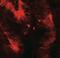 Claudin 4 antibody, NBP2-41187, Novus Biologicals, Immunofluorescence image 