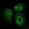 Armadillo Repeat Containing X-Linked 3 antibody, NBP1-89142, Novus Biologicals, Immunofluorescence image 