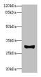 Transmembrane Protein 41A antibody, CSB-PA023837LA01HU, Cusabio, Western Blot image 