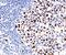 DNA mismatch repair protein Mlh1 antibody, MA1-25669, Invitrogen Antibodies, Immunohistochemistry frozen image 