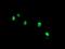 THAP Domain Containing 6 antibody, NBP2-46120, Novus Biologicals, Immunofluorescence image 