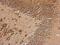 Ribosomal Protein L29 antibody, PA5-27545, Invitrogen Antibodies, Immunohistochemistry paraffin image 