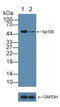 SP100 Nuclear Antigen antibody, LS-C314466, Lifespan Biosciences, Western Blot image 