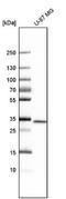 Microtubule Associated Protein RP/EB Family Member 3 antibody, NBP1-84924, Novus Biologicals, Western Blot image 