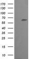 Chaperonin Containing TCP1 Subunit 8 Like 2 antibody, LS-C174265, Lifespan Biosciences, Western Blot image 