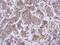 Autophagy Related 16 Like 1 antibody, PA5-34766, Invitrogen Antibodies, Immunohistochemistry frozen image 